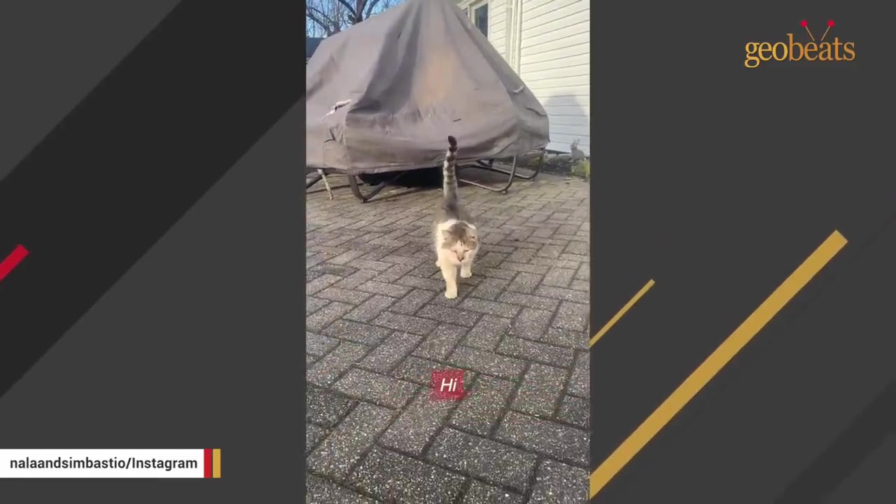 A grey and white cat stands on a brick patio in front of a covered outdoor object.