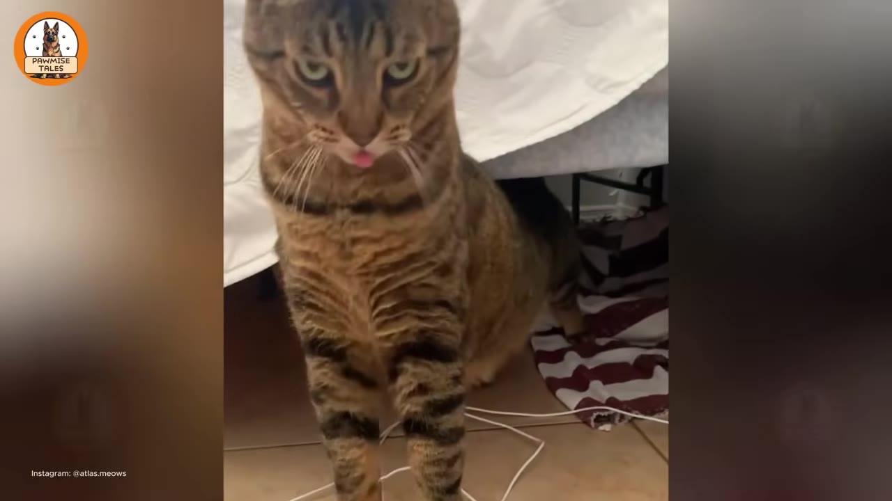 A brown tabby cat standing under the edge of a bed, looking directly forward with its tongue slightly sticking out.