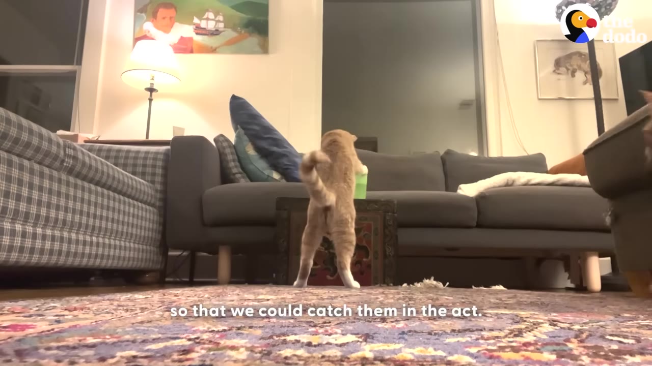 An orange cat stands on its hind legs to reach a green cup on a trunk in a living room.