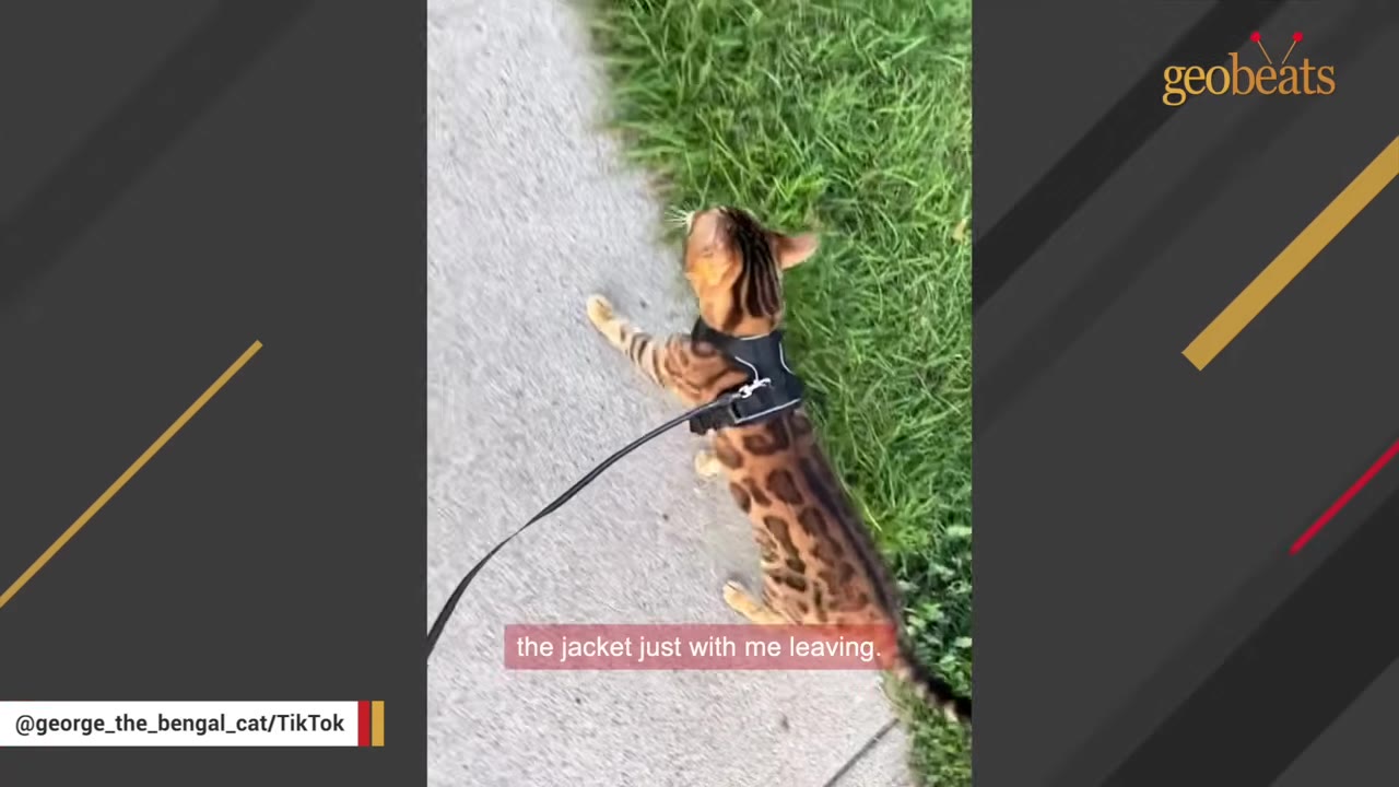 A Bengal cat wearing a black harness and leash walks along a concrete path next to green grass.