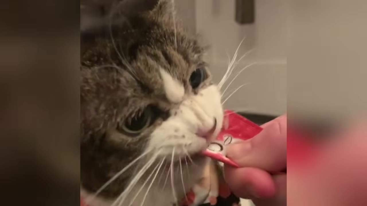 A close-up of a brown and white tabby cat eating a liquid treat directly from a red squeeze pouch held by a person's hand.