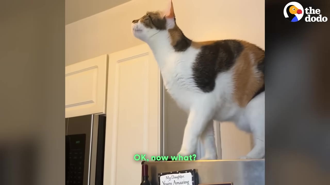 A calico cat stands on top of a stainless steel refrigerator in a kitchen, looking upwards.