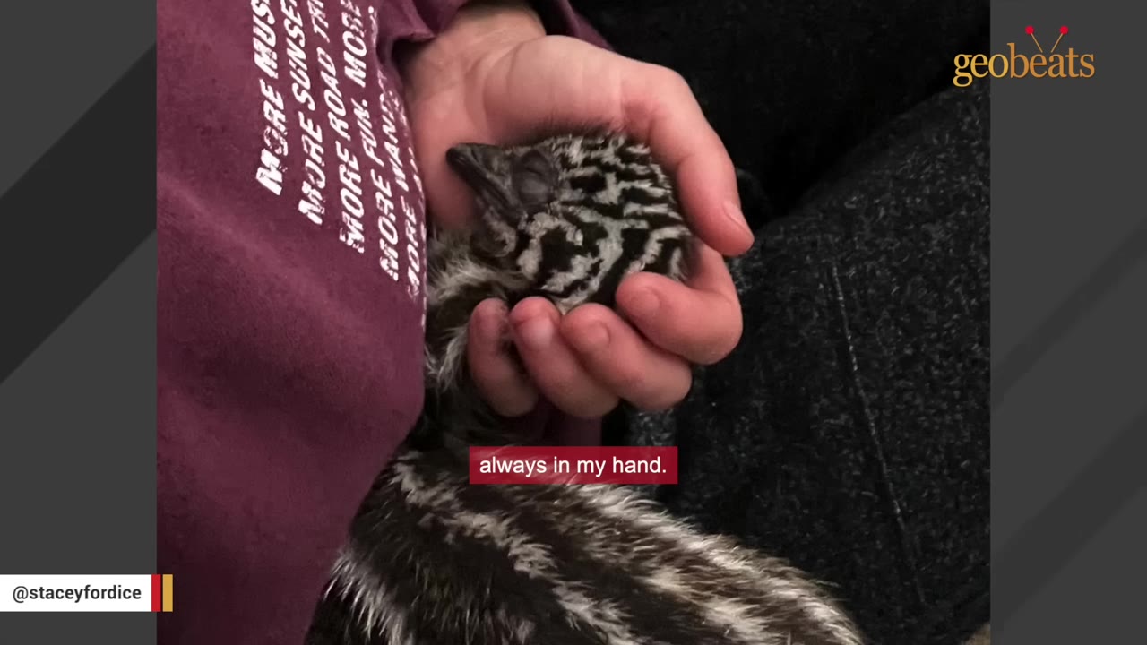 A close-up of a person's hand gently cradling the head of a sleeping baby emu with black and white striped feathers.