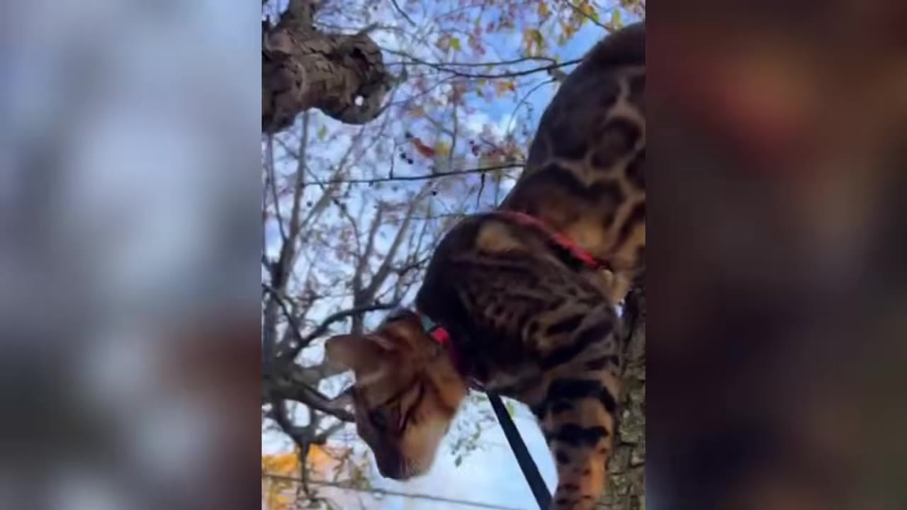 A Bengal cat wearing a red harness climbs down a tree branch, looking downwards against a background of branches and blue sky.