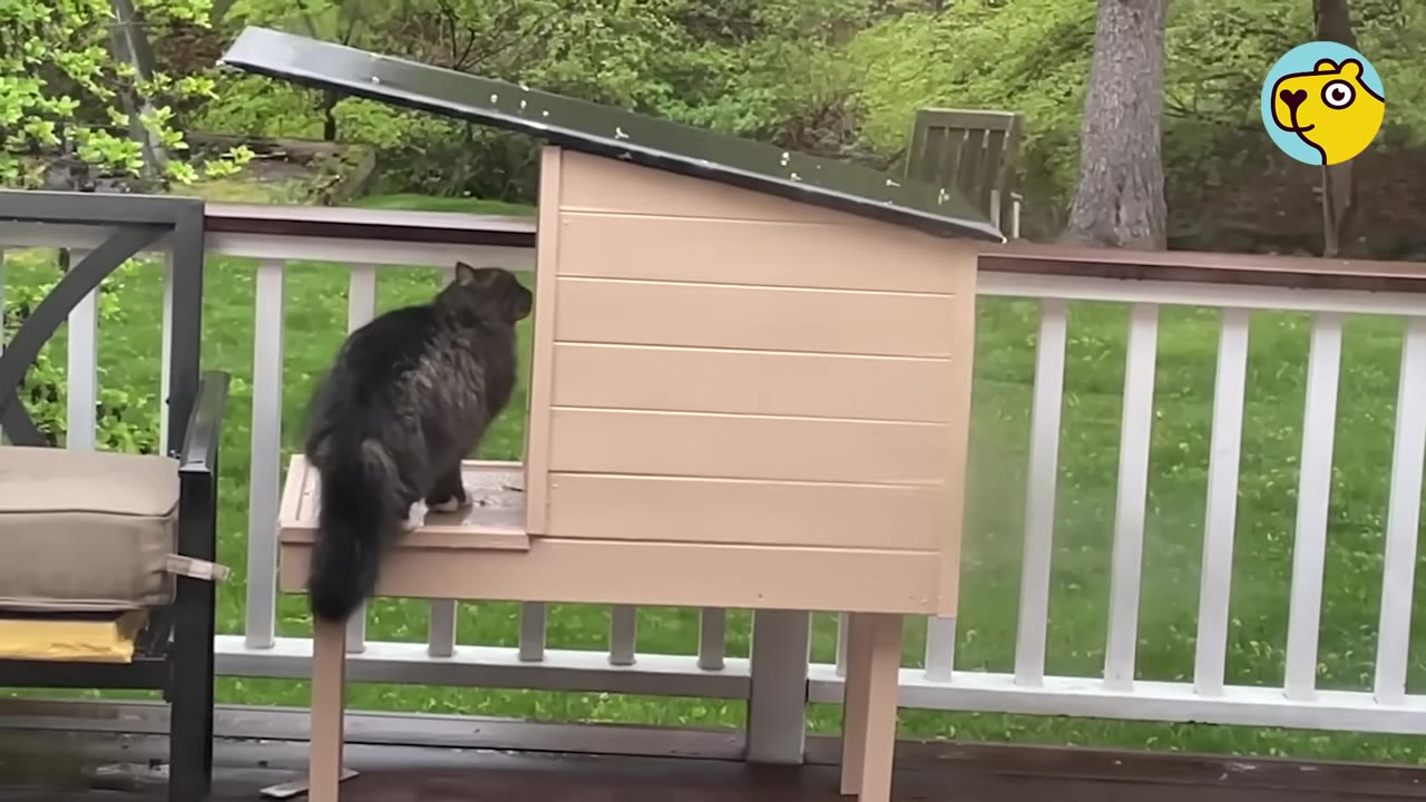 A fluffy dark-colored cat stands on the platform of a custom-built wooden outdoor shelter on a deck.