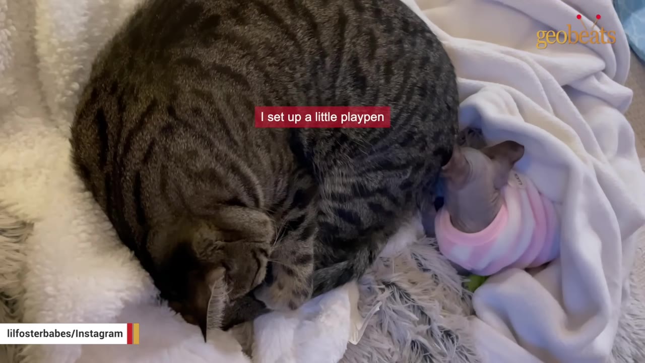 A large tabby cat curled up asleep next to a small hairless kitten wearing a pink and white striped sweater, nestled together in soft white blankets.