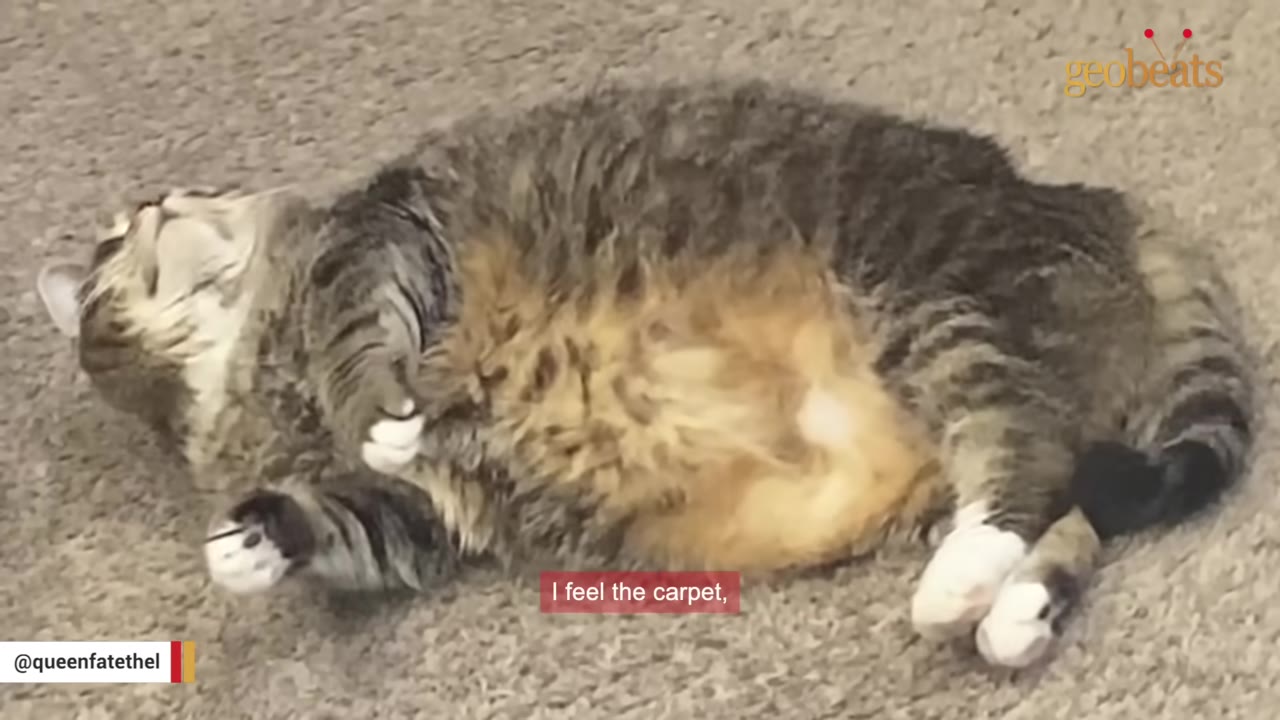 A fluffy tabby cat lying on its back on a carpeted floor, with a subtitle that reads 'I feel the carpet,'.