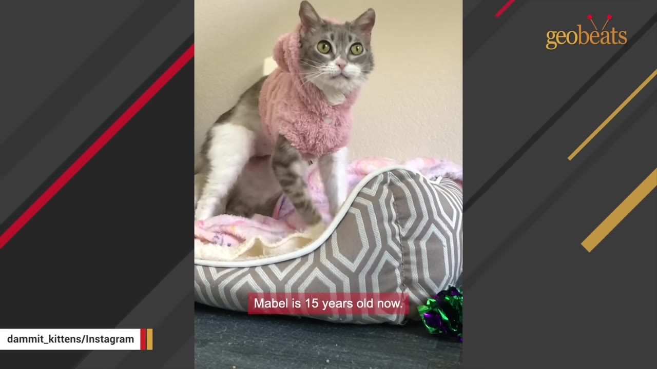 A grey and white cat named Mabel wearing a pink fuzzy hooded sweater sits in a patterned pet bed, looking directly at the camera with wide green eyes.