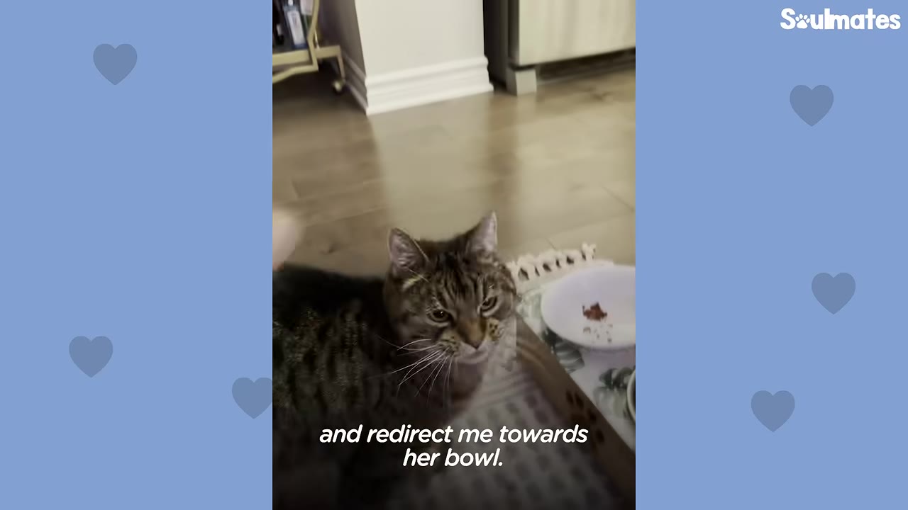 A close-up shot of a tabby cat looking directly at the camera with an intense expression, sitting next to her food bowl.