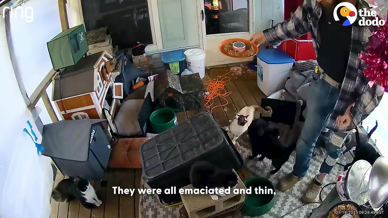 A cluttered porch filled with cat shelters, bowls, and several cats, as a person holds out a dish of food.