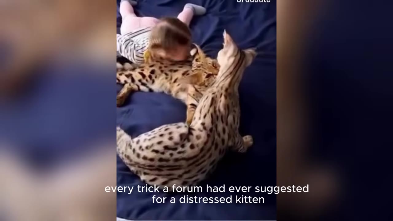 A young child lies on a blue bed next to two spotted serval cats, leaning in close to soothe them.