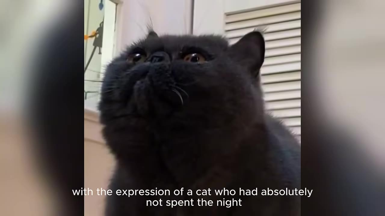 A close-up shot of a fluffy, dark grey British Shorthair cat looking upwards with a wide-eyed, slightly indignant expression.