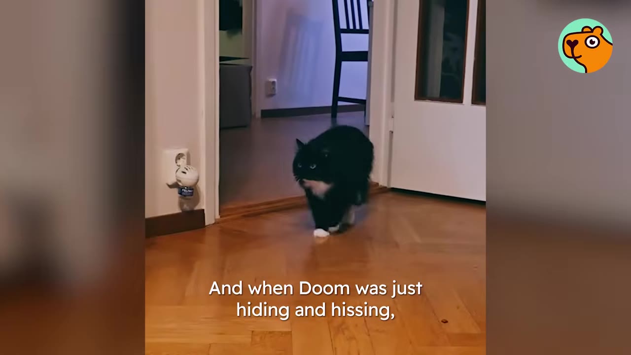 A black and white cat walking confidently through a doorway onto a wooden floor.