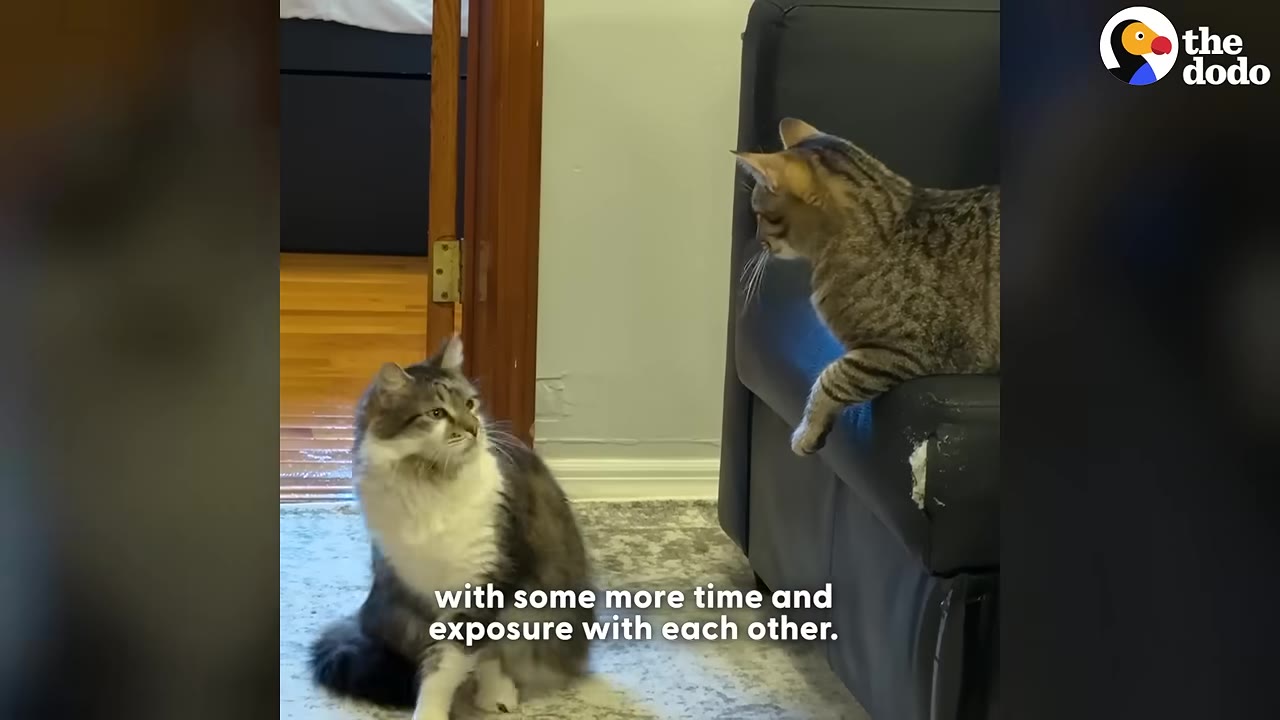 A fluffy grey and white cat sits on the carpet looking up at a tabby cat perched on the arm of a black leather sofa.