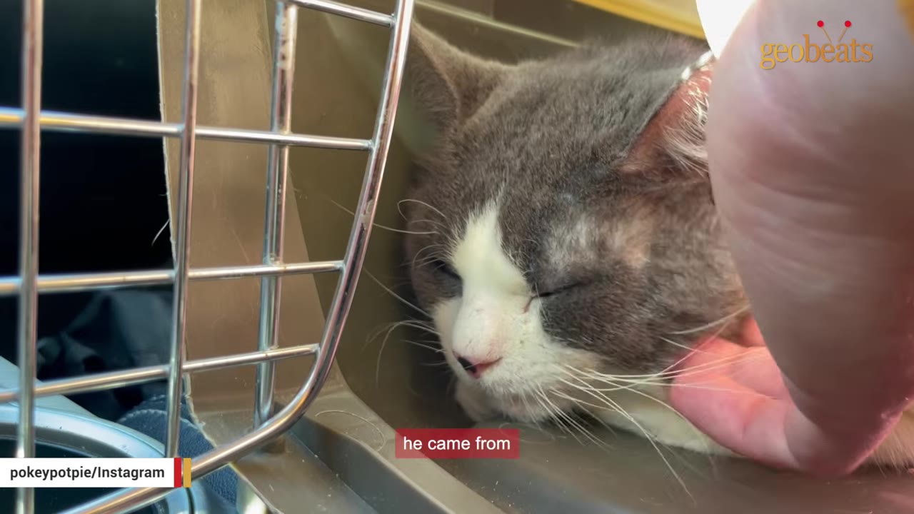 A grey and white cat with closed eyes rests inside a pet carrier while being gently petted by a hand.