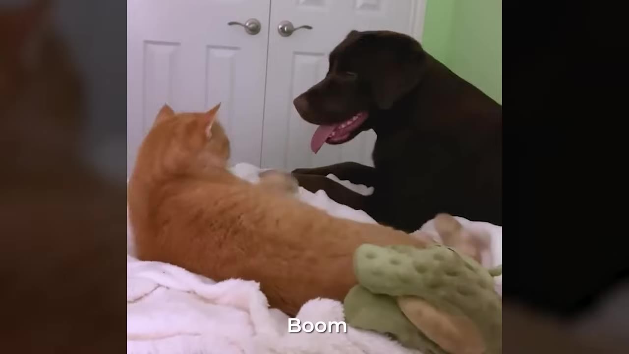An orange cat lies on a white blanket next to a chocolate Labrador retriever who is panting with its tongue out.