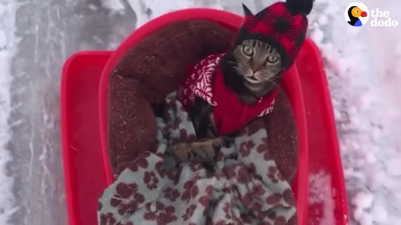 A tabby cat wearing a red sweater and a red-and-black plaid winter hat sits in a brown pet bed inside a red plastic sled on the snow.