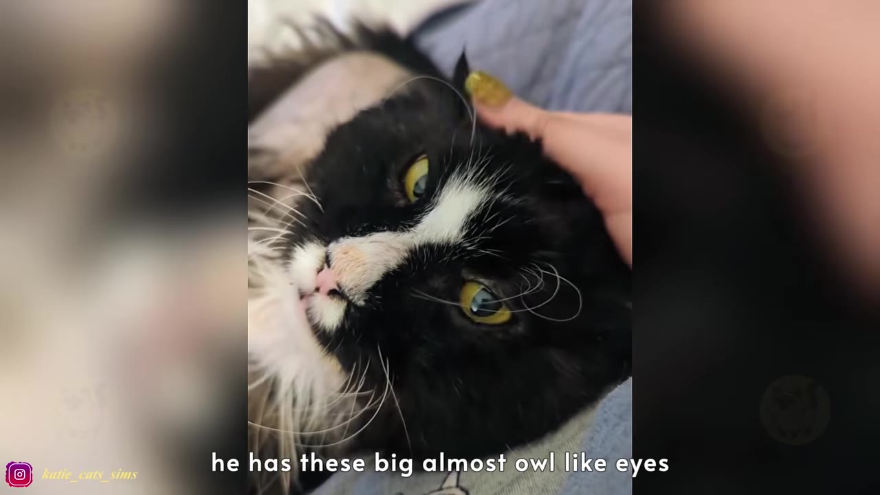 A close-up of a black and white cat with large, round yellow eyes looking up as a hand gently pets its head.