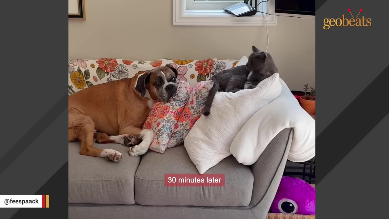 A brown and white boxer dog and a grey cat laying comfortably together on a grey couch with decorative pillows.