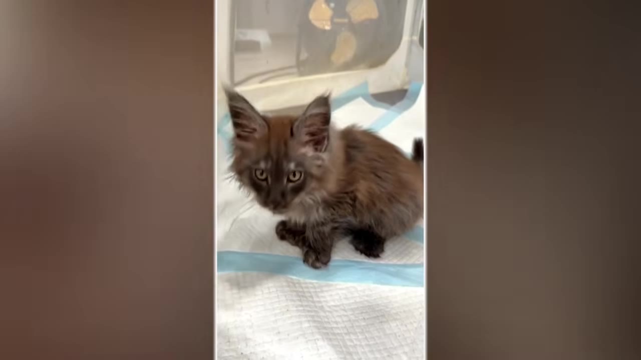 A small, fluffy dark-colored kitten sits inside a medical incubator with a fan visible in the background.