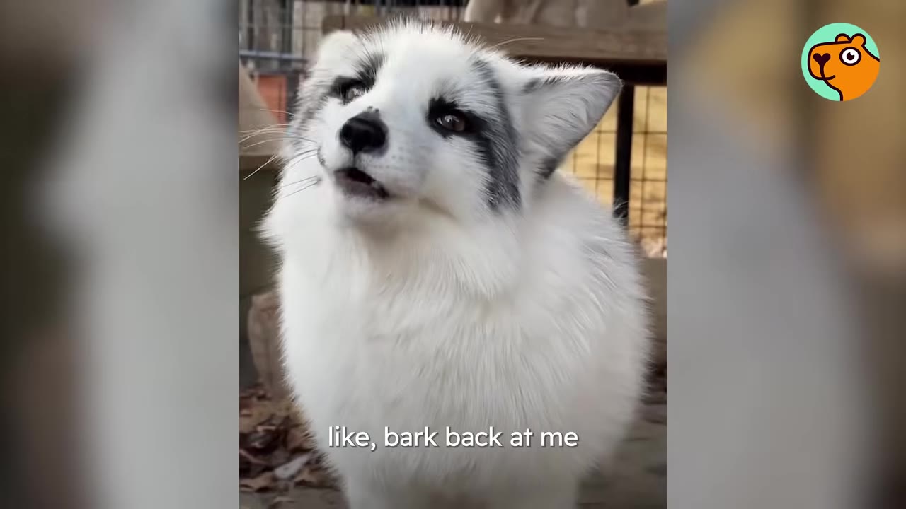 A fluffy white and grey fox with its mouth slightly open as if vocalizing, looking up and to the side.