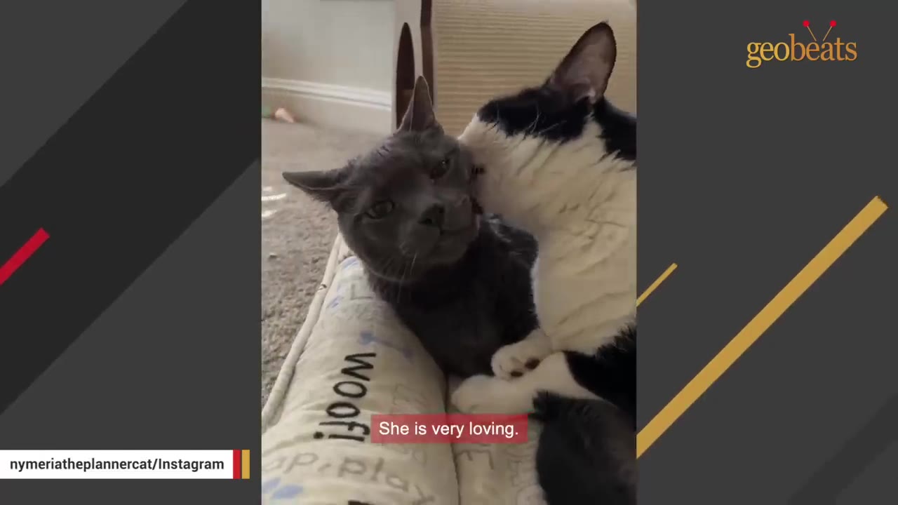 A black and white cat affectionately licks the head of a grey cat lying down on a pet bed.