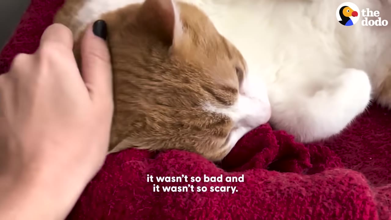 An orange and white cat resting comfortably on a red knit sweater while being gently petted by a hand.