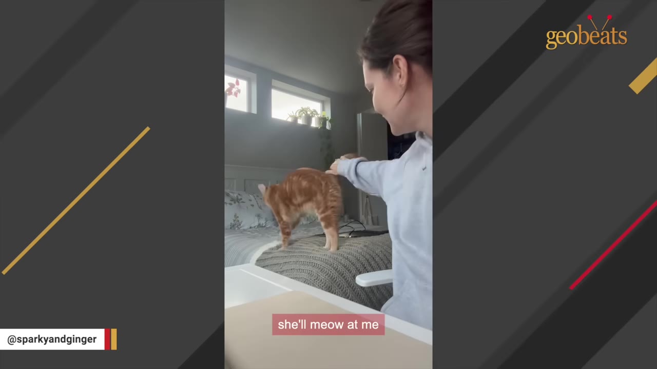A woman in a light blue sweatshirt reaches out to pet an orange tabby cat standing on a bed.