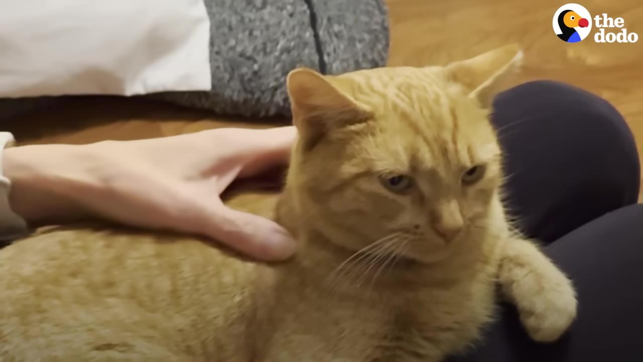 An orange tabby cat sitting comfortably on a person's lap while being gently petted on its back.
