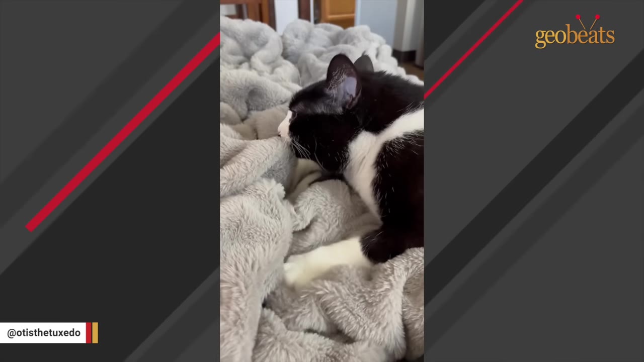 A black and white tuxedo cat named Otis lies on a soft, grey textured blanket.