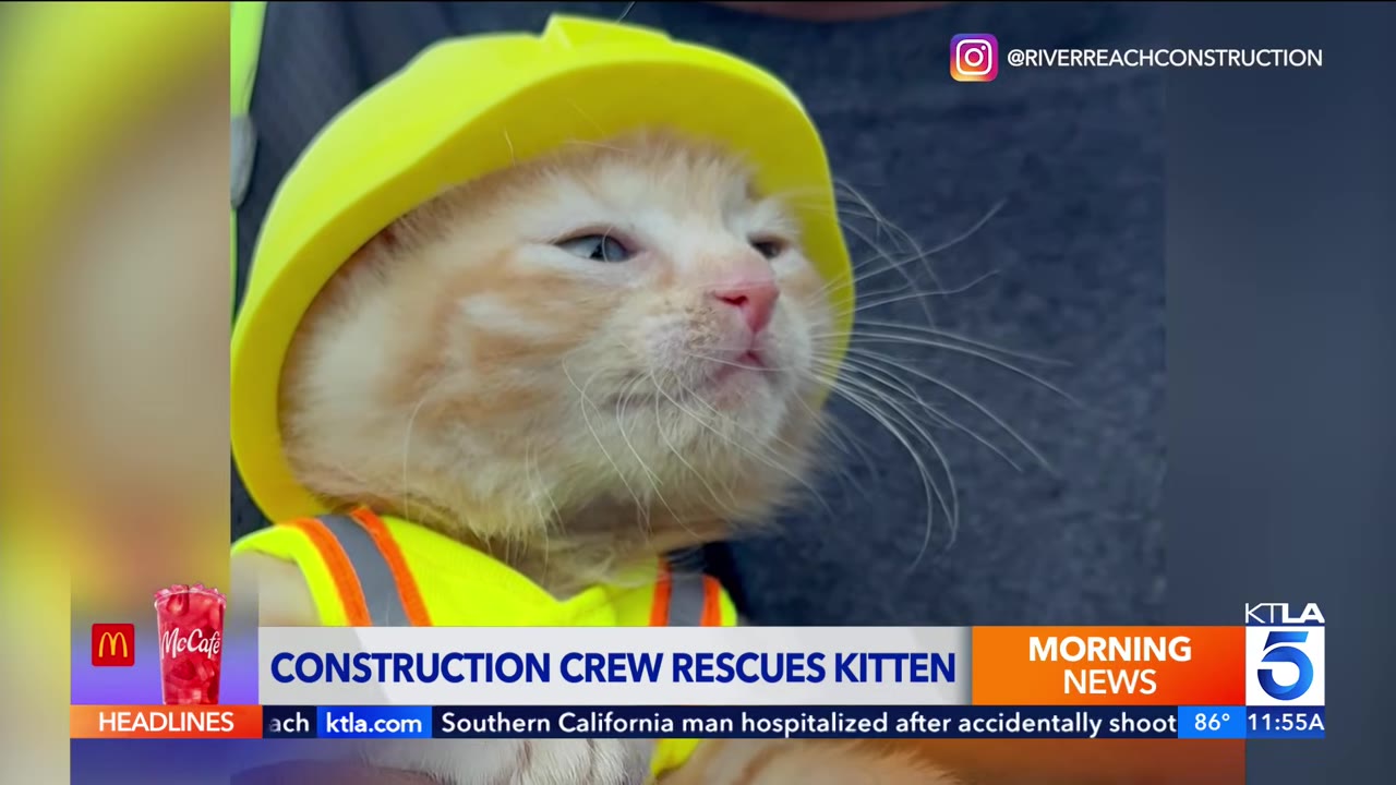 An orange and white kitten wearing a miniature yellow hard hat and a high-visibility safety vest.