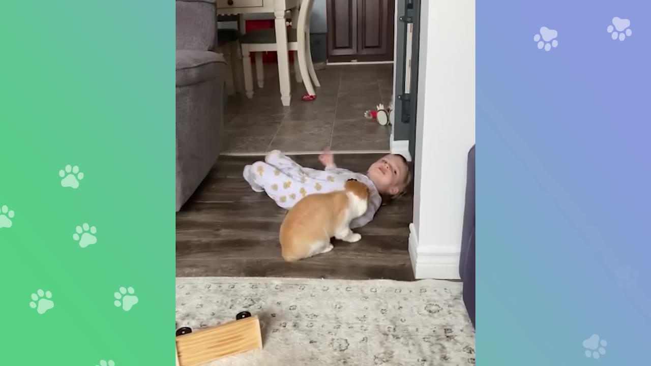 A toddler in pajamas lies on a wooden floor while an orange and white cat stands over him, interacting with him.