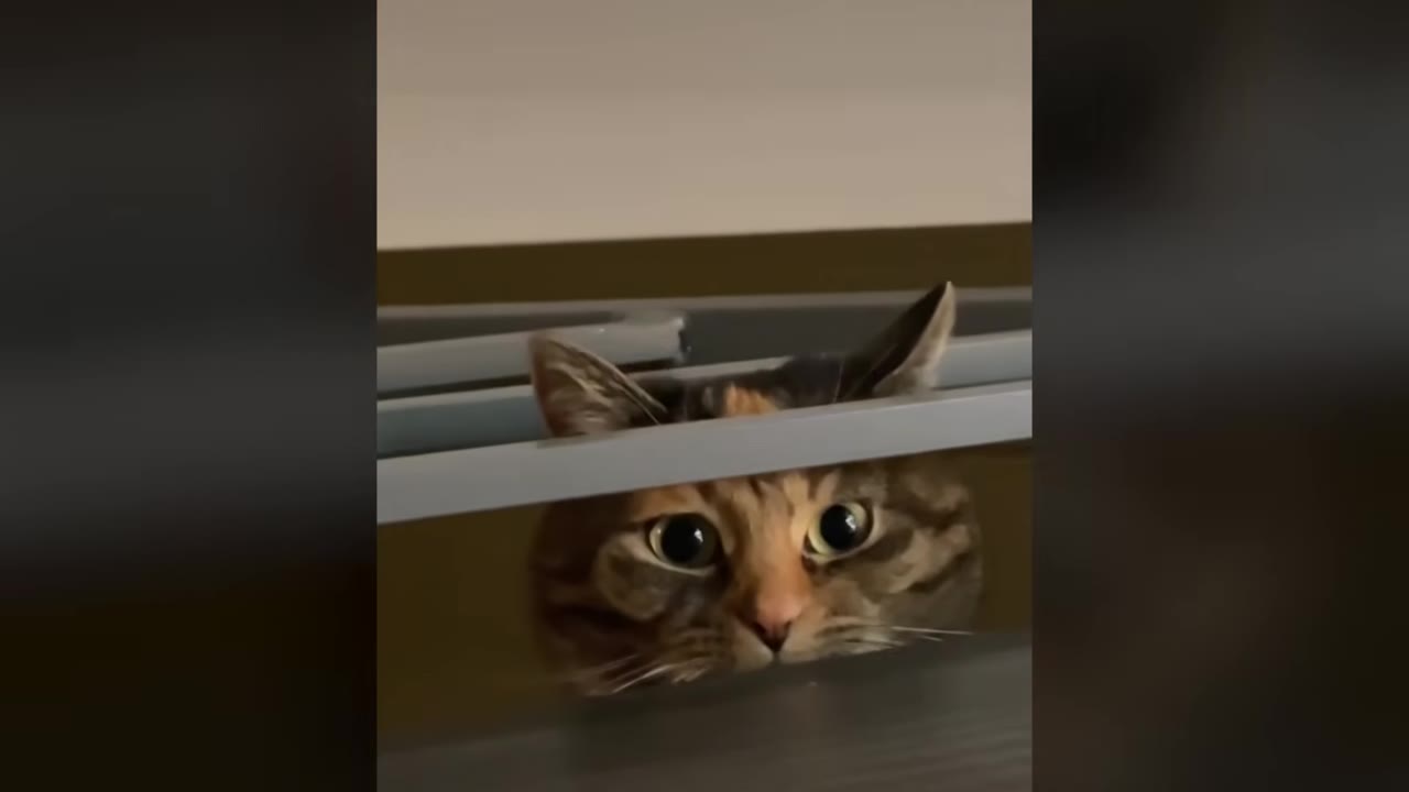 A close-up of a calico cat peeking through the slats of a wooden staircase railing with wide, alert eyes.