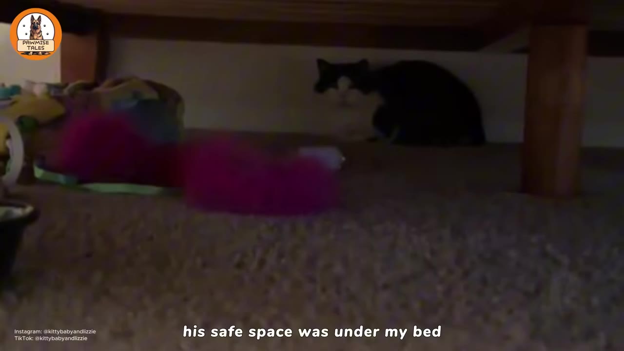 A black and white cat sits in the dark shadows underneath a bed, looking cautious.