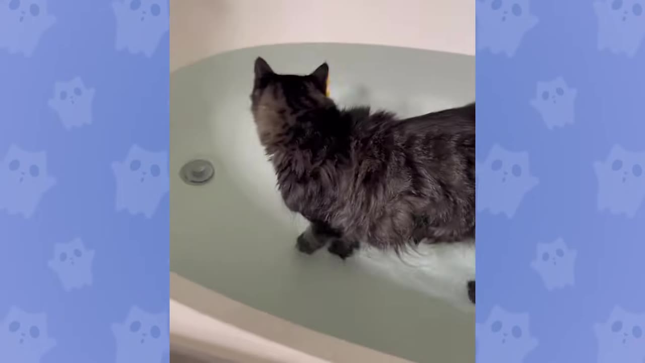 A fluffy dark grey cat stands in a bathtub filled with shallow water.