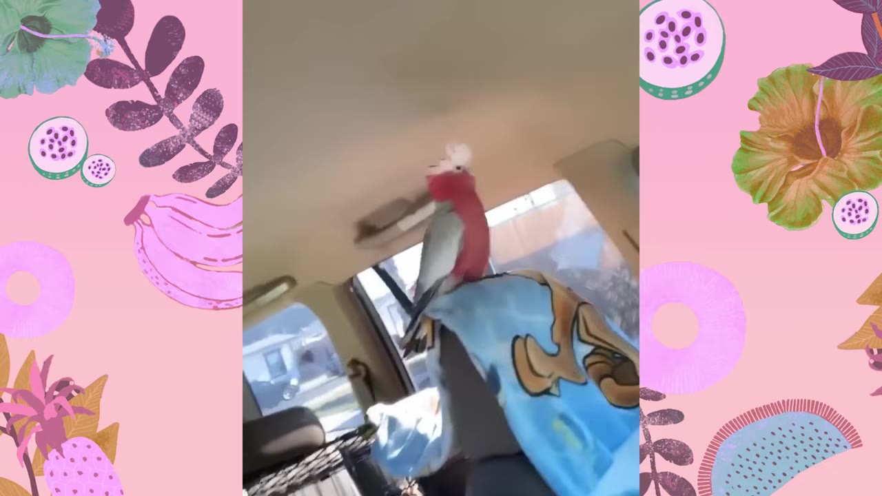 A pink and grey galah cockatoo perched on a car seat headrest covered with a blue blanket.