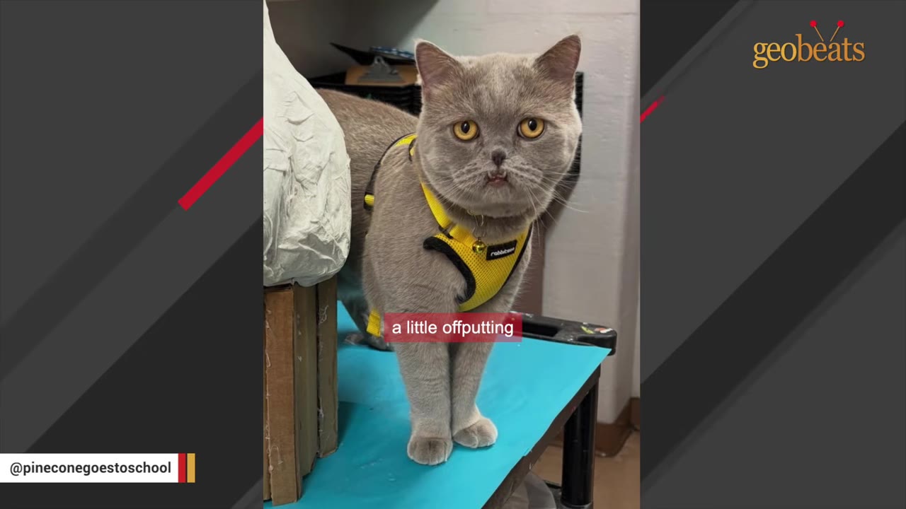 A close-up of a grey British Shorthair cat wearing a yellow harness, showing a slight underbite with visible lower fangs and a grumpy facial expression.