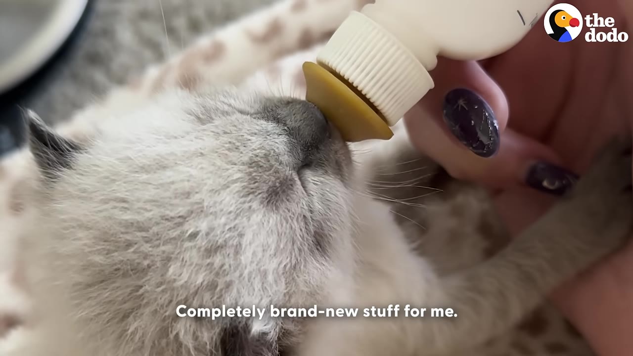 A close-up of a small, light-colored kitten being bottle-fed by a person with dark, glittery nail polish.