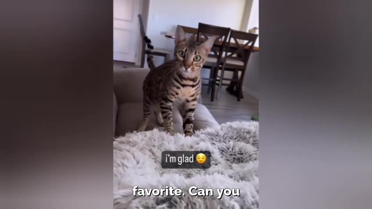 A spotted Bengal cat stands on a couch in a living room, looking directly at the camera with an alert expression.