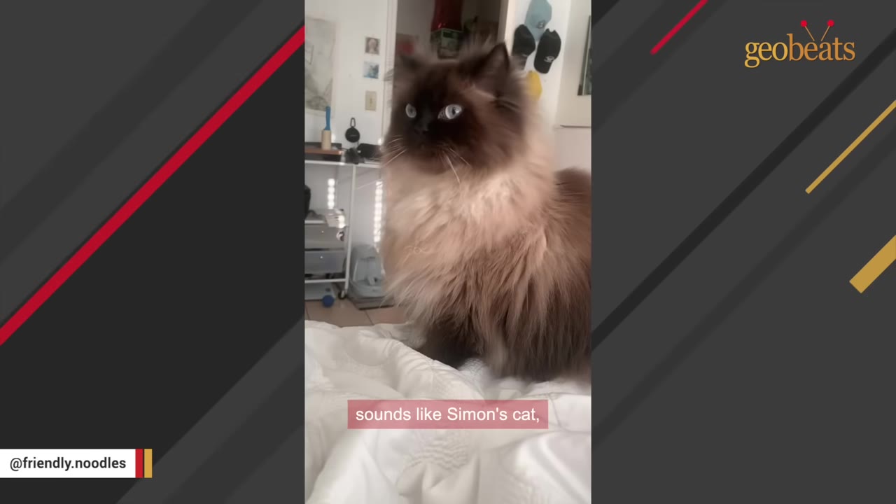 A fluffy, long-haired Siamese cat with blue eyes sits quietly on a white bed, looking off to the side.
