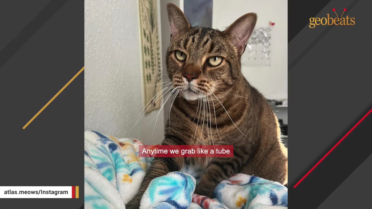 A brown tabby cat with green eyes sits on a colorful patterned blanket, looking directly forward.