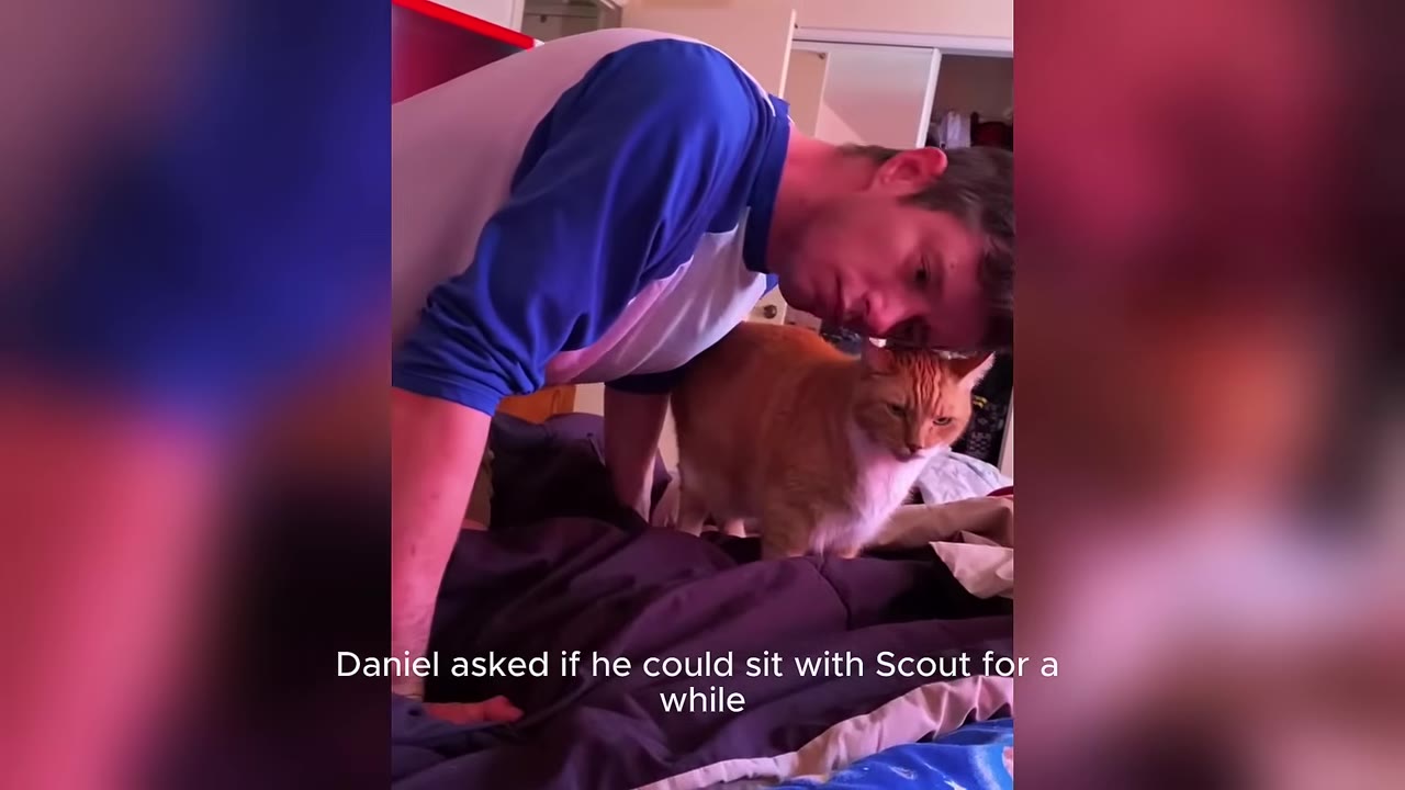 A man in a blue and white shirt leans his head close to an orange and white cat standing on a bed.
