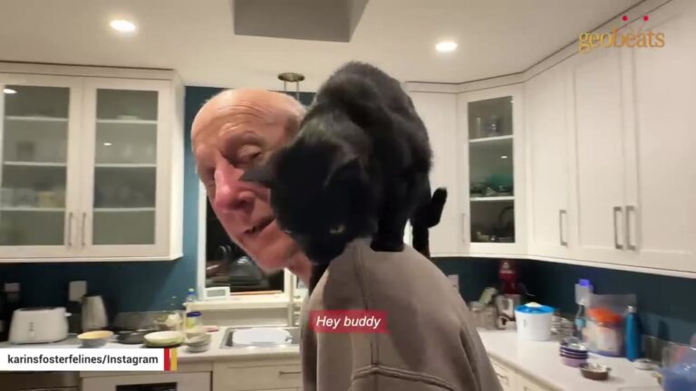 California Couple Fights To Save A Fading Kitten, Never Knowing He’d Soon Become Their Ultimate Healer