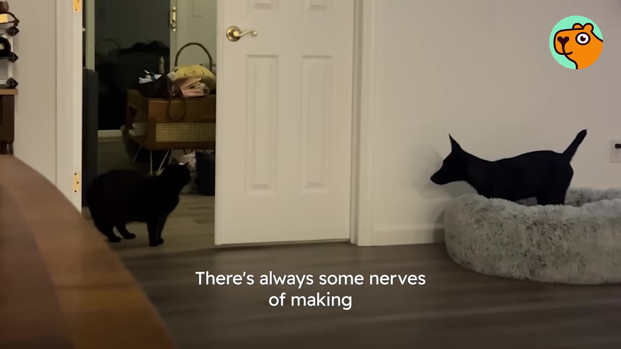 A black cat stands in a doorway looking towards a small black puppy standing in a fluffy grey dog bed.