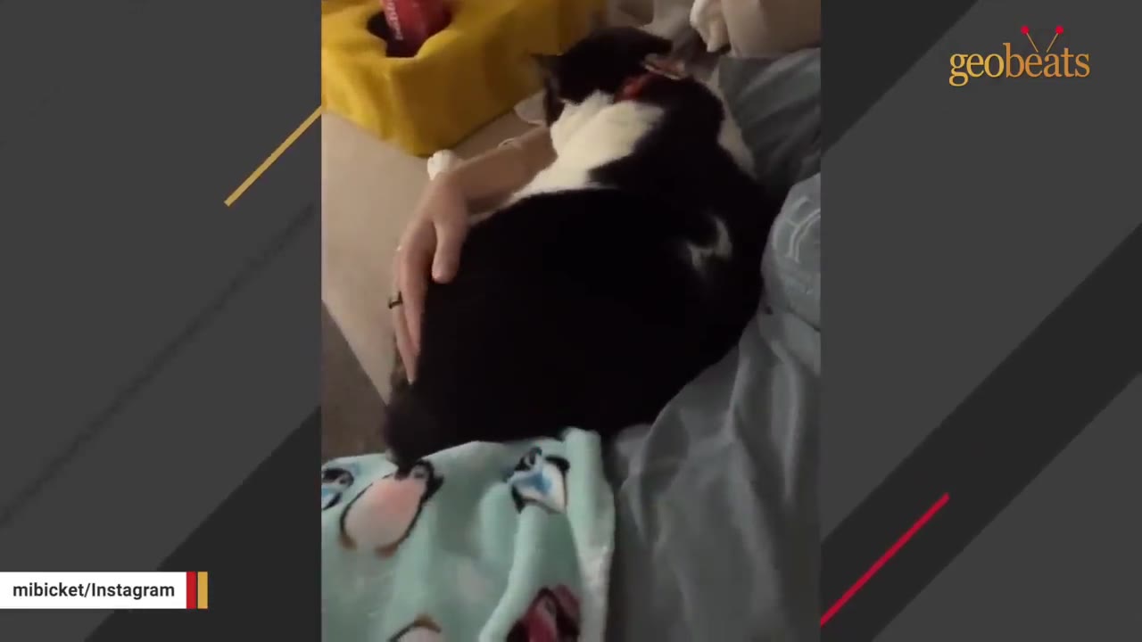 A black and white cat cuddles on a person's lap while being gently petted on its back.