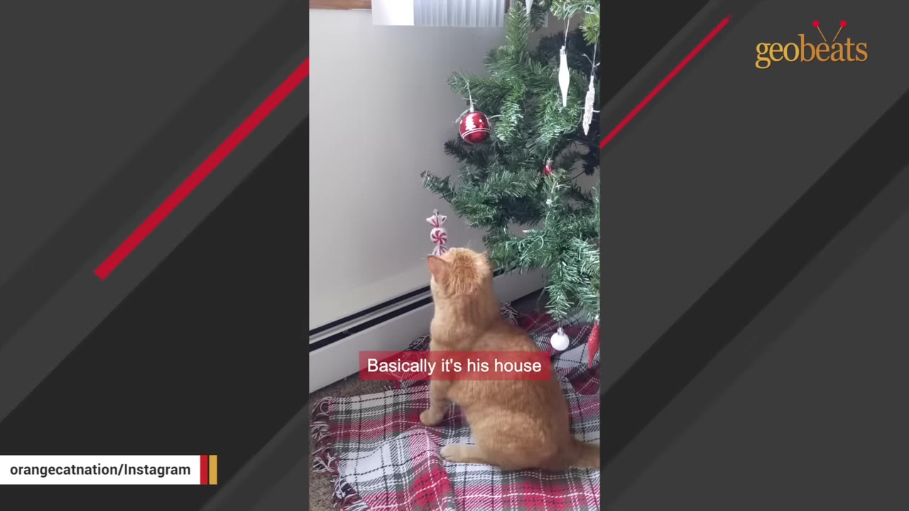 An orange cat sits on a red and white plaid blanket, looking up at ornaments on a Christmas tree.