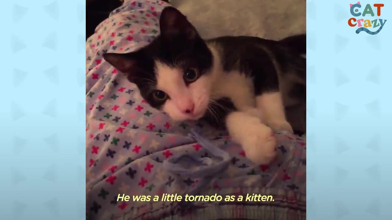 A black and white kitten lies on a purple patterned blanket, looking directly at the camera.