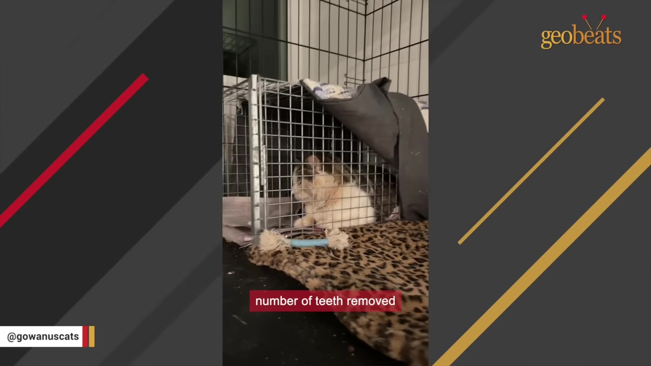 A fluffy cat sits inside a metal wire crate with a leopard-print mat nearby, with a text overlay reading 'number of teeth removed'.