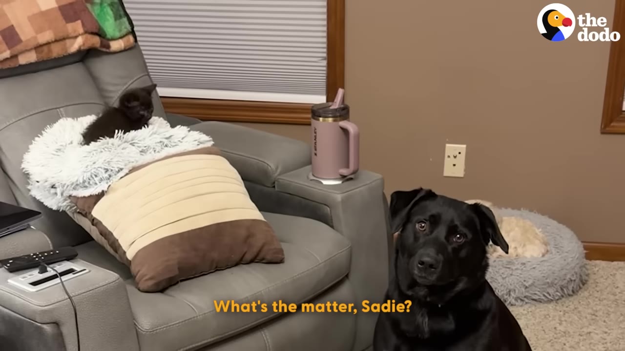 A small black kitten sits on a fluffy white blanket on a grey recliner chair, while a large black dog sits on the floor looking at the camera, and a small light-colored dog rests in a pet bed in the background.