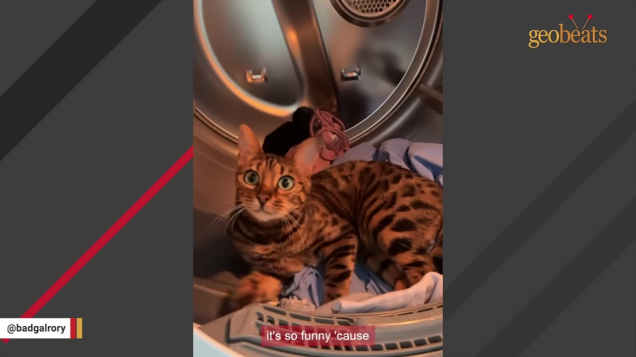 A Bengal cat with green eyes sits inside a dryer drum on top of some clothes, looking directly at the camera.